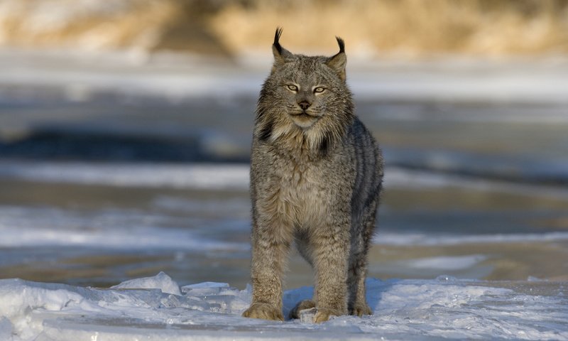 Обои зима, рысь, хищник, большая кошка, канада, winter, lynx, predator, big cat, canada разрешение 2560x1600 Загрузить