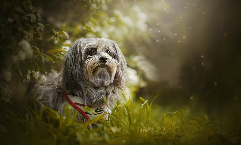 Обои трава, собака, боке, гаванский бишон, shanti, grass, dog, bokeh, the havanese разрешение 2048x1298 Загрузить