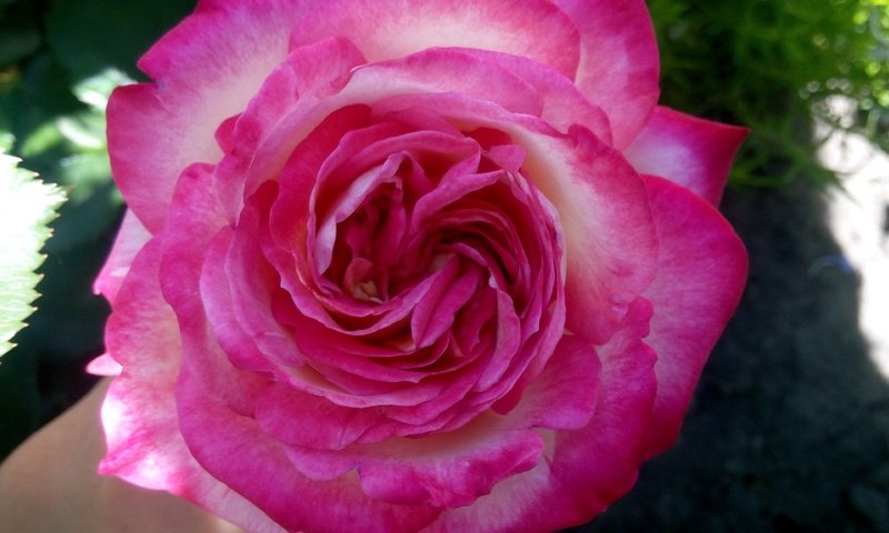 Обои цветок, роза, лепестки, розовая, крупным планом, flower, rose, petals, pink, closeup разрешение 4096x2304 Загрузить