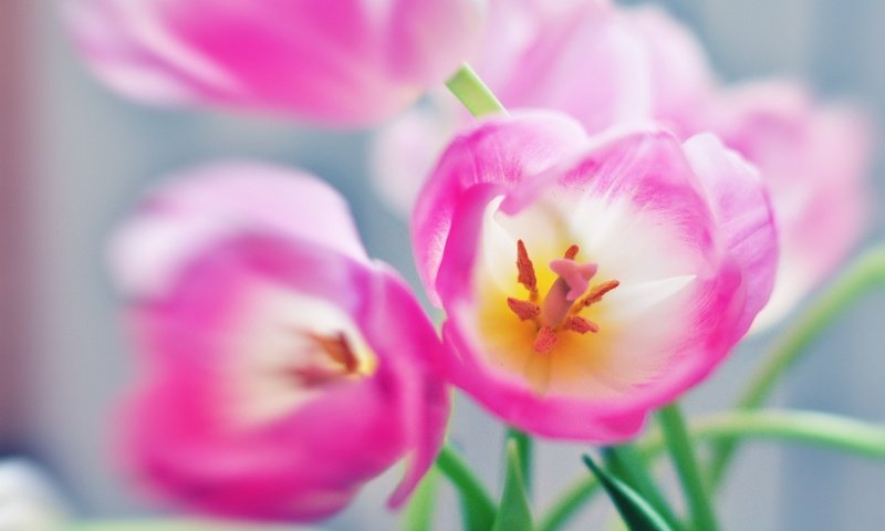 Обои цветы, тюльпаны, розовые, flowers, tulips, pink разрешение 2560x1600 Загрузить