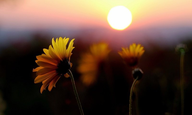 Обои цветы, солнце, закат, поле, лепестки, желтые, flowers, the sun, sunset, field, petals, yellow разрешение 1920x1080 Загрузить