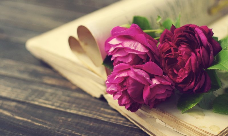 Обои цветы, розы, доски, книга, страницы, пионы, flowers, roses, board, book, page, peonies разрешение 2890x1920 Загрузить