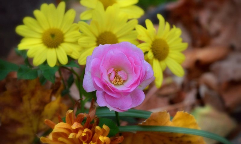 Обои цветы, роза, ромашки, flowers, rose, chamomile разрешение 3000x1869 Загрузить
