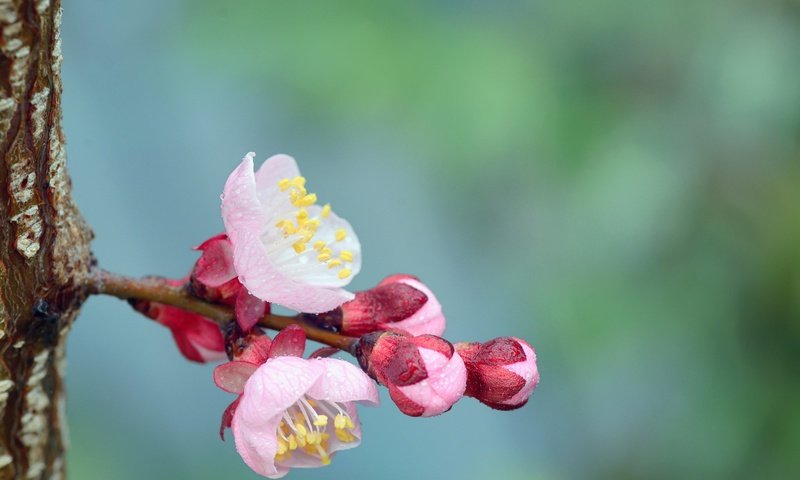 Обои цветы, цветение, бутоны, цветок, весна, ствол, flowers, flowering, buds, flower, spring, trunk разрешение 2048x1347 Загрузить