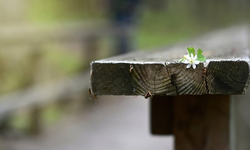 Обои фон, цветок, скамья, background, flower, bench разрешение 2048x1365 Загрузить