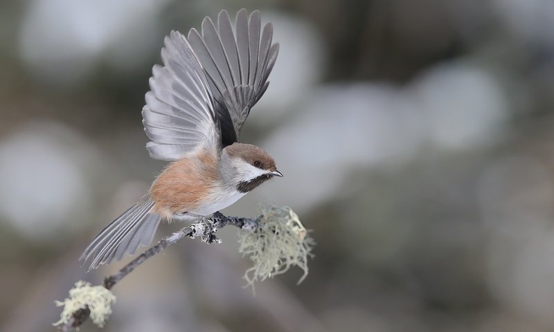 Обои ветка, фон, крылья, птица, воробей, branch, background, wings, bird, sparrow разрешение 2048x1365 Загрузить