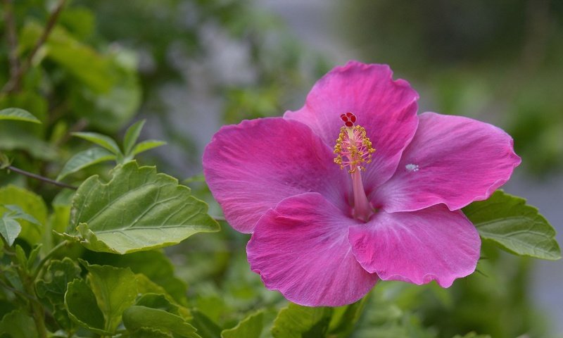 Обои листья, цветок, лепестки, розовый, гибискус, leaves, flower, petals, pink, hibiscus разрешение 2880x1920 Загрузить