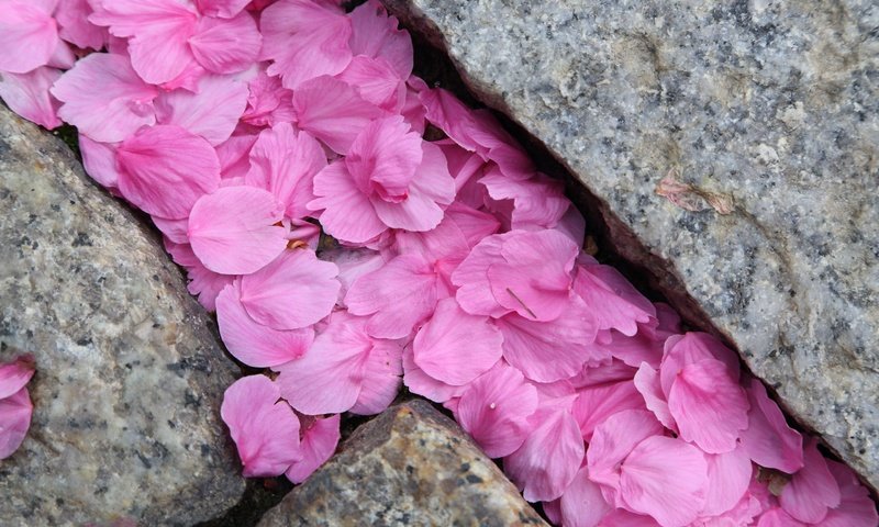 Обои камни, макро, лепестки, розовые, сакура, stones, macro, petals, pink, sakura разрешение 2880x1920 Загрузить