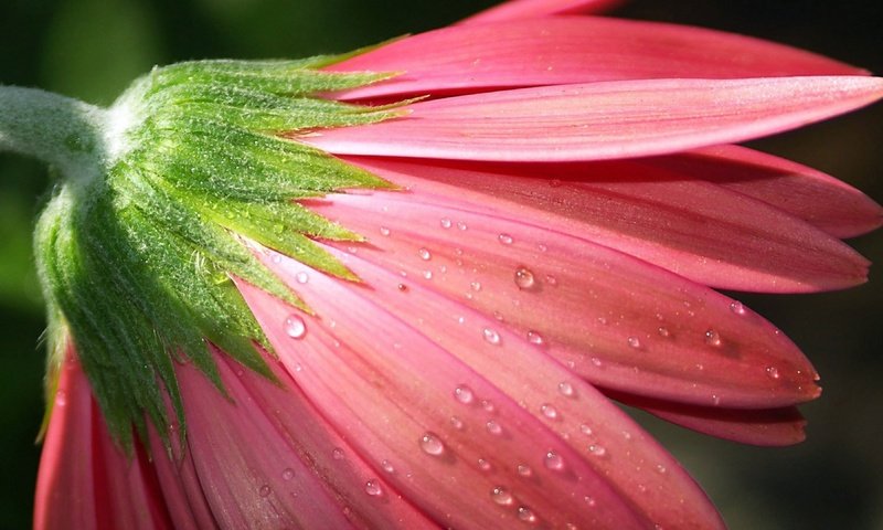 Обои цветок, роса, капли, бутон, гербера, розовый цветок, flower, rosa, drops, bud, gerbera, pink flower разрешение 3840x2160 Загрузить