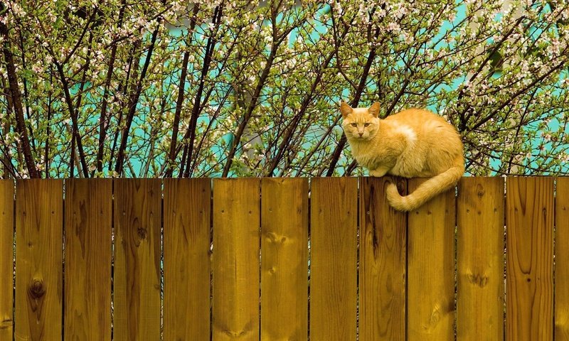 Обои цветение, кот, кошка, забор, весна, рыжий, flowering, cat, the fence, spring, red разрешение 2560x1600 Загрузить