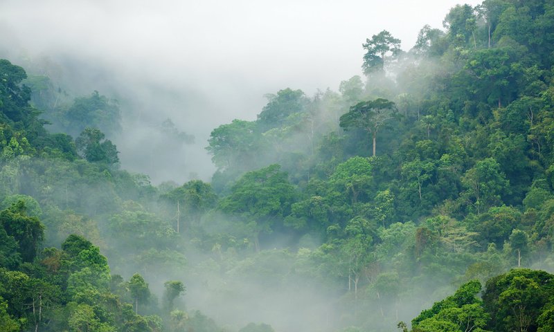 Обои деревья, лес, туман, тропики, джунгли, trees, forest, fog, tropics, jungle разрешение 3990x2660 Загрузить