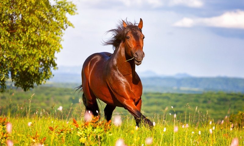 Обои небо, лошадь, трава, луг, конь, the sky, horse, grass, meadow разрешение 1920x1080 Загрузить