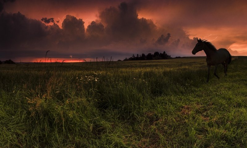 Обои небо, лошадь, трава, облака, закат, конь, the sky, horse, grass, clouds, sunset разрешение 3513x1920 Загрузить