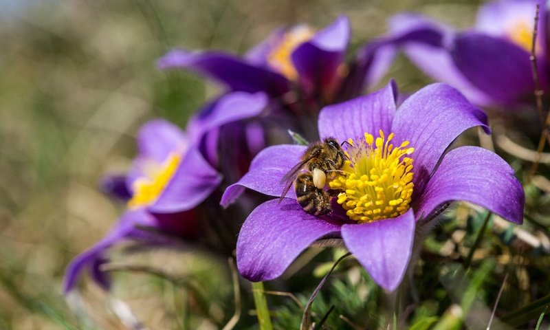 Обои цветы, природа, насекомое, весна, пчела, анемоны, сон-трава, прострел, flowers, nature, insect, spring, bee, anemones, sleep-grass, cross разрешение 2880x1920 Загрузить