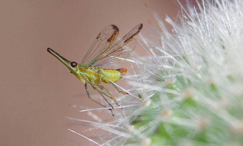 Обои природа, насекомое, цветок, комар, былинка, nature, insect, flower, the mosquito, blade of grass разрешение 1920x1080 Загрузить