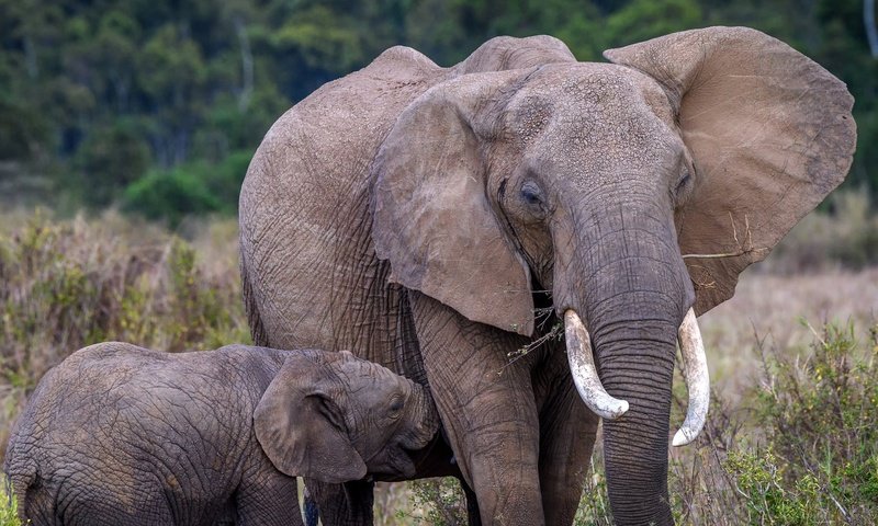 Обои природа, слон, африка, уши, слоны, хобот, слоненок, бивни, nature, elephant, africa, ears, elephants, trunk, tusks разрешение 2560x1491 Загрузить