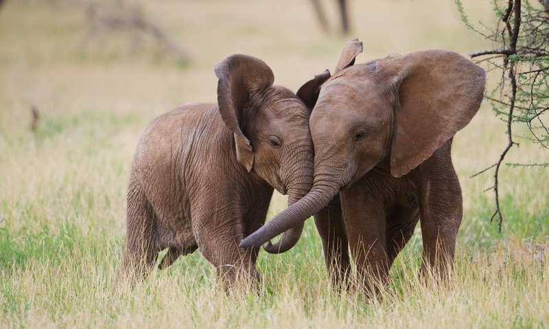 Обои трава, природа, слоны, хобот, слонята, grass, nature, elephants, trunk разрешение 1920x1080 Загрузить