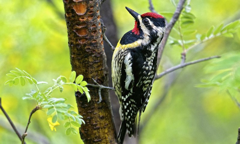 Обои дерево, листья, птица, клюв, перья, дятел, tree, leaves, bird, beak, feathers, woodpecker разрешение 3840x2160 Загрузить