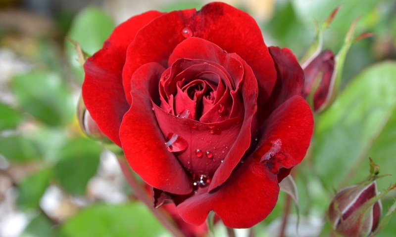 Обои цветы, роза, лепестки, бутон, капли росы, flowers, rose, petals, bud, dew drops разрешение 4608x3072 Загрузить