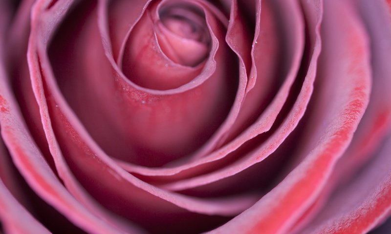 Обои макро, цветок, роза, лепестки, macro, flower, rose, petals разрешение 2880x1920 Загрузить