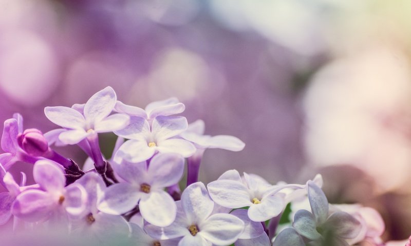 Обои цветы, цветение, макро, весна, сирень, боке, flowers, flowering, macro, spring, lilac, bokeh разрешение 2048x1365 Загрузить