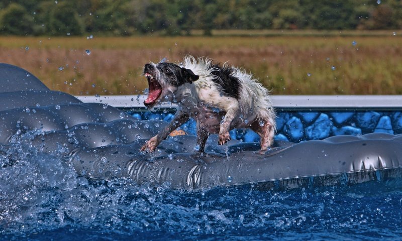 Обои вода, ситуация, собака, клыки, бассейн, матрас, water, the situation, dog, fangs, pool, mattress разрешение 2048x1463 Загрузить