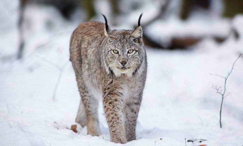 Обои снег, лес, зима, рысь, хищники, snow, forest, winter, lynx, predators разрешение 2560x1600 Загрузить