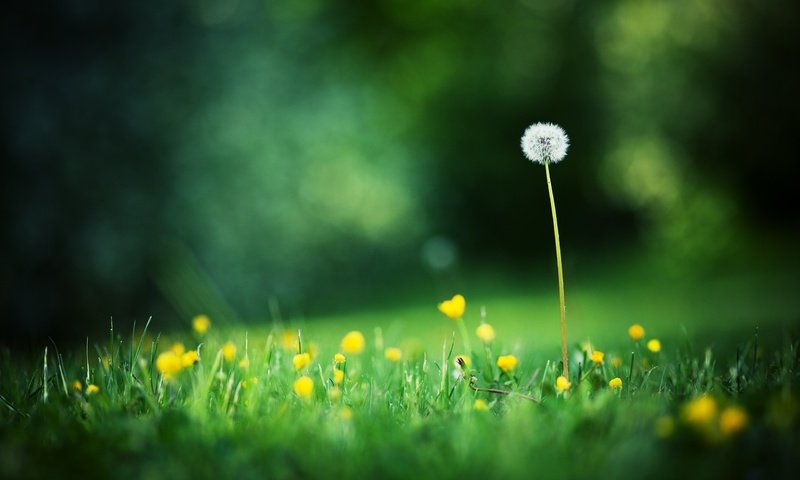 Обои свет, цветы, трава, поля, одуванчик, блик, полевые цветы, light, flowers, grass, field, dandelion, blik, wildflowers разрешение 2560x1600 Загрузить