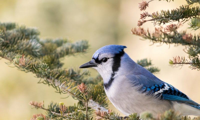 Обои ветка, птица, клюв, голубая сойка, branch, bird, beak, blue jay разрешение 2048x1320 Загрузить