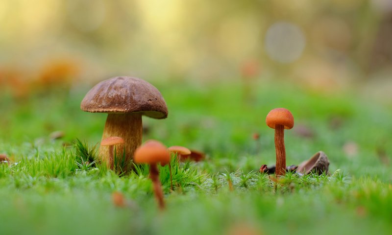 Обои природа, макро, фон, грибы, мох, nature, macro, background, mushrooms, moss разрешение 1920x1200 Загрузить