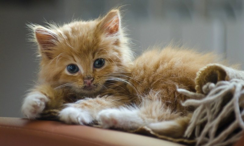 Обои кот, мордочка, усы, кошка, взгляд, котенок, рыжий, cat, muzzle, mustache, look, kitty, red разрешение 1920x1200 Загрузить