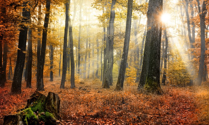 Обои деревья, солнце, природа, лес, листья, осень, trees, the sun, nature, forest, leaves, autumn разрешение 1920x1200 Загрузить