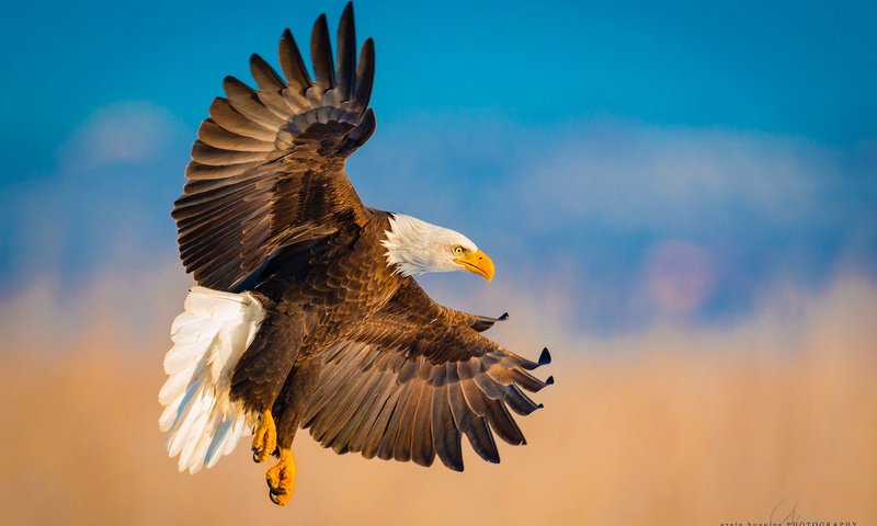 Обои полет, крылья, орел, птица, белоголовый орлан, flight, wings, eagle, bird, bald eagle разрешение 1920x1200 Загрузить