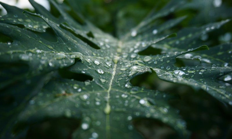 Обои макро, капли, лист, дождь, растение, macro, drops, sheet, rain, plant разрешение 3840x2400 Загрузить
