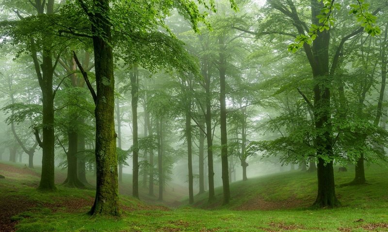 Обои деревья, природа, лес, туман, trees, nature, forest, fog разрешение 1920x1200 Загрузить