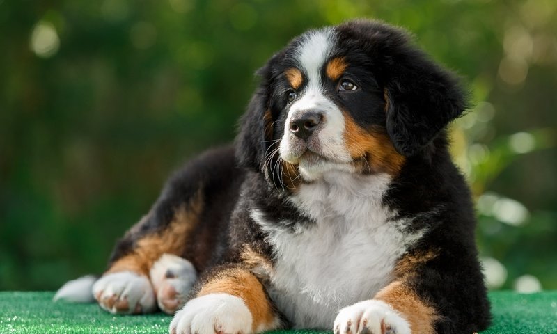 Обои собака, щенок, бернский зенненхунд, dog, puppy, bernese mountain dog разрешение 2880x1800 Загрузить