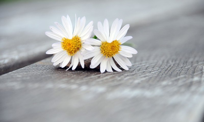 Обои цветы, лепестки, ромашки, белые, flowers, petals, chamomile, white разрешение 1920x1200 Загрузить