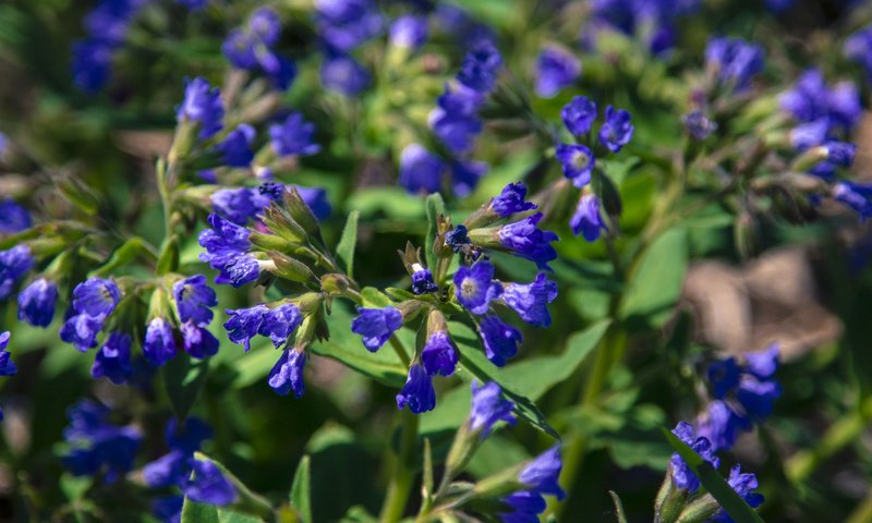 Обои цветы, полевые цветы, медуница, flowers, wildflowers, lungwort разрешение 5184x3456 Загрузить