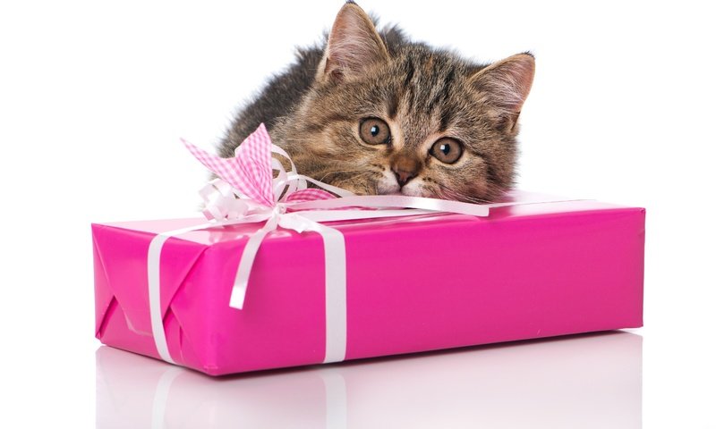 Обои глаза, кот, кошка, взгляд, котенок, подарок, eyes, cat, look, kitty, gift разрешение 2880x1800 Загрузить