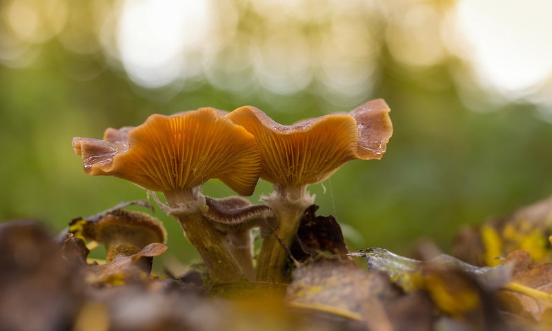 Обои природа, листья, макро, грибы, лисичка, nature, leaves, macro, mushrooms, fox разрешение 1920x1200 Загрузить