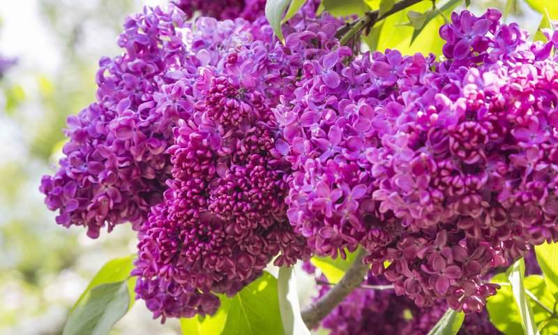 Обои цветы, цветение, весна, сирень, flowers, flowering, spring, lilac разрешение 3840x2400 Загрузить