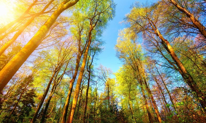 Обои деревья, природа, лес, стволы, солнечный свет, trees, nature, forest, trunks, sunlight разрешение 2880x1800 Загрузить
