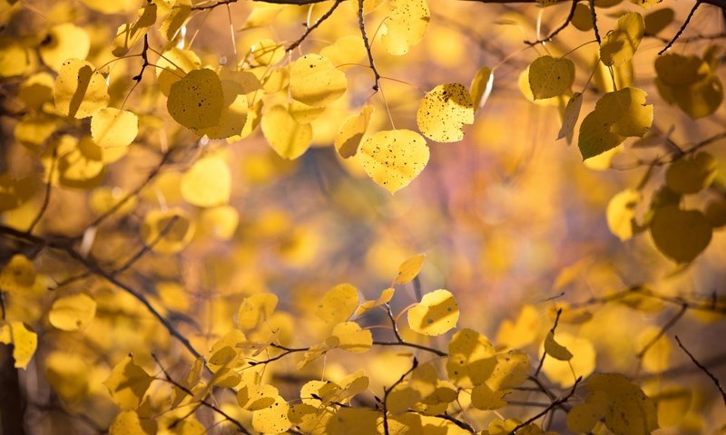 Обои природа, листья, макро, фон, ветки, осень, nature, leaves, macro, background, branches, autumn разрешение 1920x1200 Загрузить