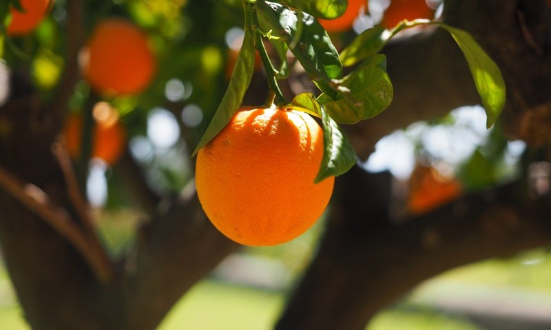 Обои природа, дерево, фрукты, апельсины, nature, tree, fruit, oranges разрешение 4608x3456 Загрузить