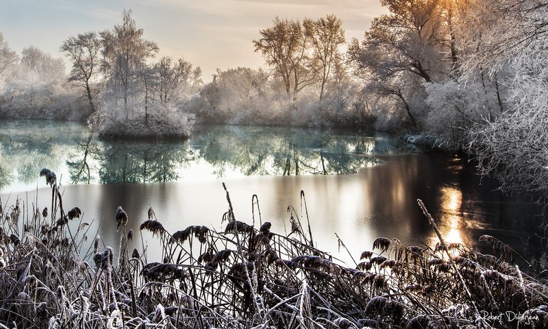 Обои деревья, озеро, природа, лес, кусты, иней, trees, lake, nature, forest, the bushes, frost разрешение 1920x1200 Загрузить