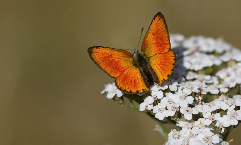 Обои цветы, макро, насекомое, бабочка, крылья, flowers, macro, insect, butterfly, wings разрешение 2048x1366 Загрузить