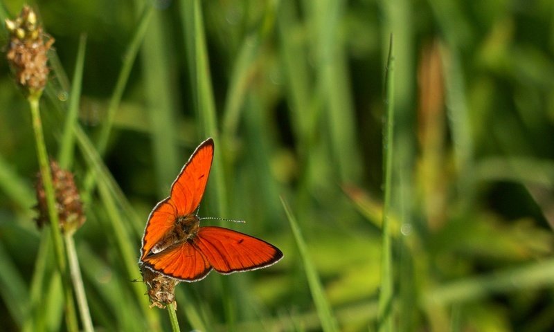 Обои трава, макро, насекомое, бабочка, крылья, grass, macro, insect, butterfly, wings разрешение 2084x1325 Загрузить