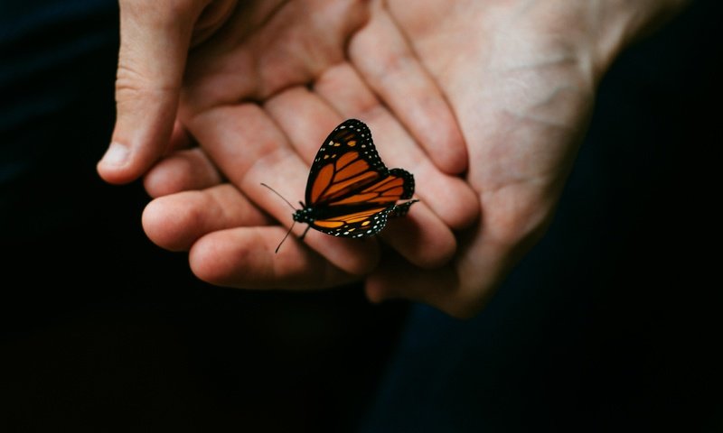 Обои макро, насекомое, бабочка, крылья, черный фон, руки, macro, insect, butterfly, wings, black background, hands разрешение 4288x2848 Загрузить