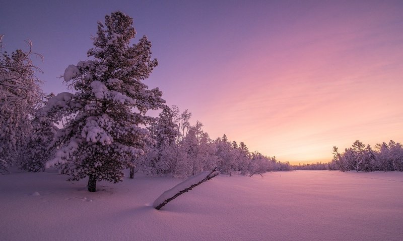 Обои деревья, снег, закат, зима, trees, snow, sunset, winter разрешение 2560x1600 Загрузить