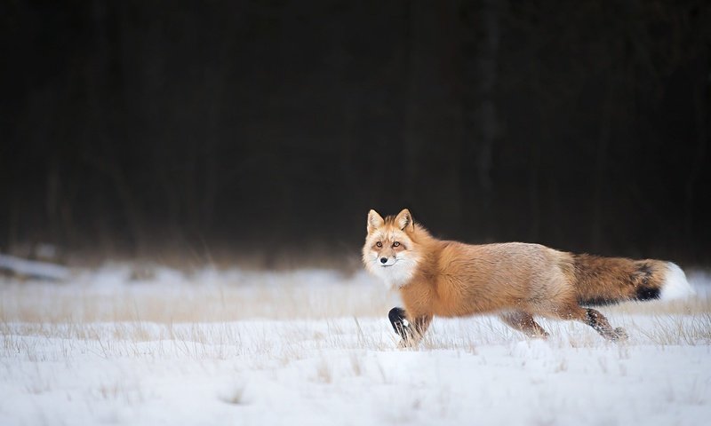 Обои снег, зима, взгляд, лиса, лисица, хвост, snow, winter, look, fox, tail разрешение 1920x1200 Загрузить